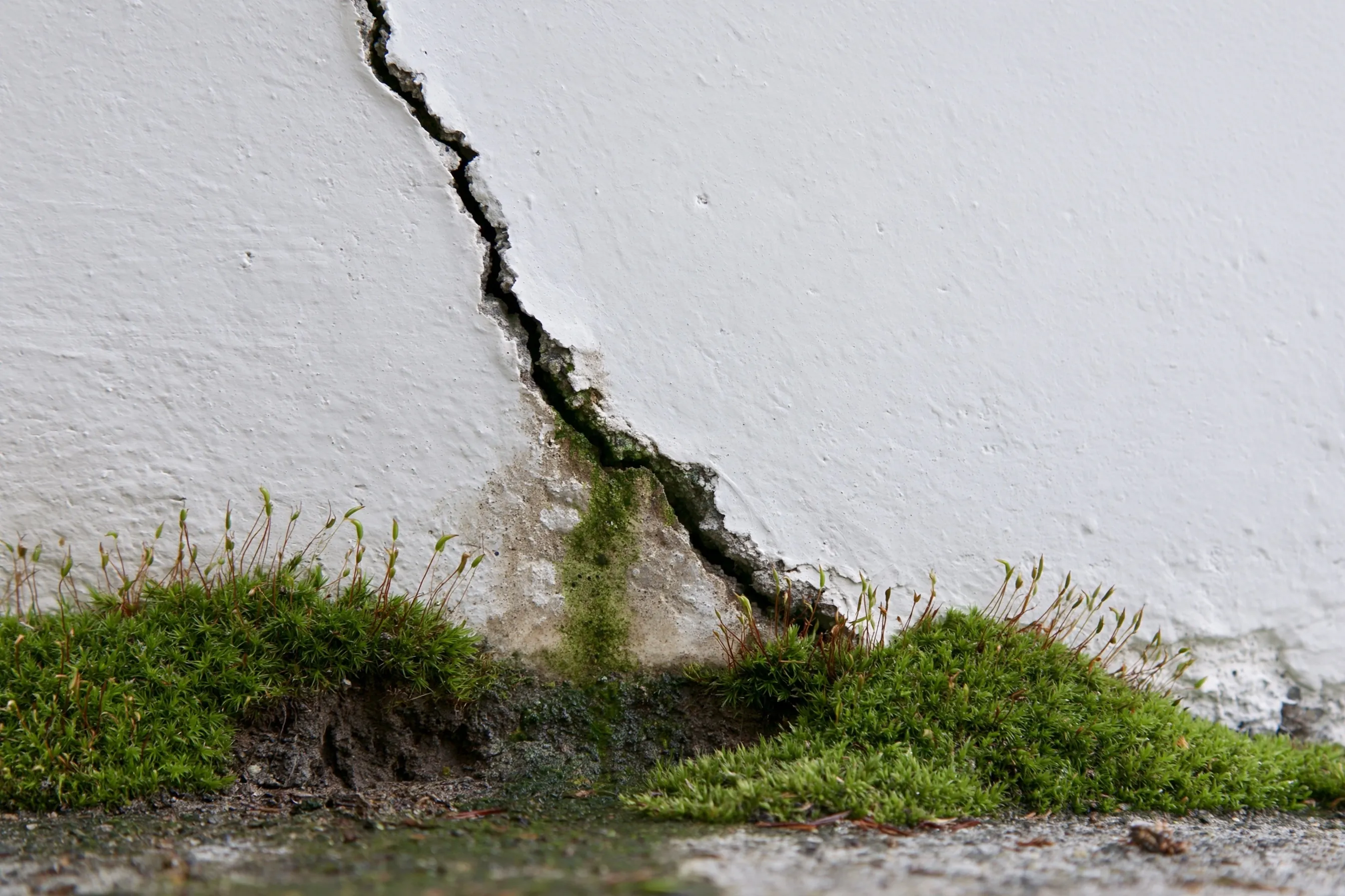 Diagonal crack in a painted poured-concrete foundation wall with moss at the soil line and a damp stain below the crack
